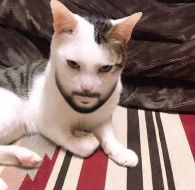 Filter ig Kucing Filter ig Kucing